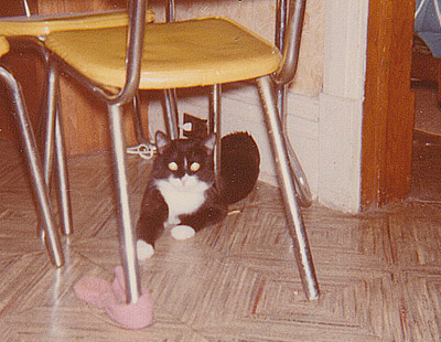 McCavity the Mystery Cat under the table and chair